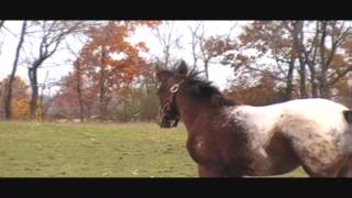 Sullys Hollyberry Independence Day