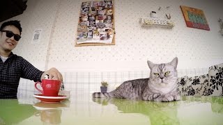 GoPro: Kittens and Coffee - A Cat Cafe in Shanghai