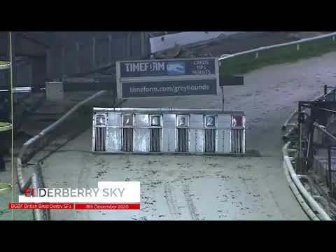 Elderberry Sky - BGBF British Bred Derby Semi Final 1