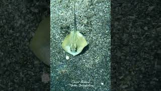 Download lagu Baby Stingray #diving#gopro #fish #viralshort #shortsvideo  #sea #ocean #underwater #malta #fishing mp3