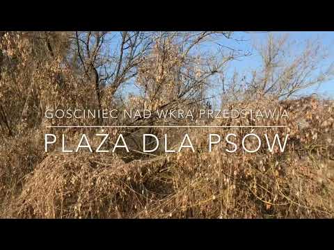 Plaża dla psów