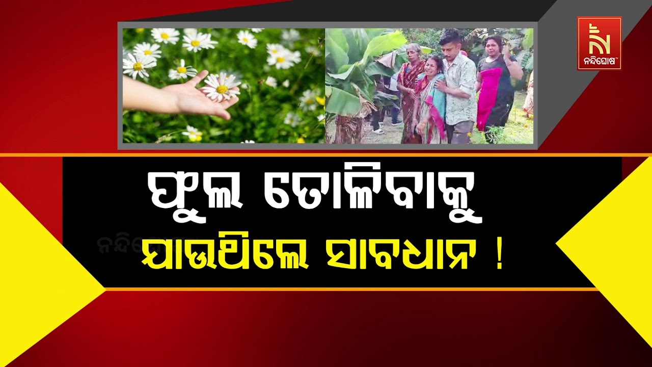 🔴Live | ଫୁଲ ତୋଳୁଥିଲେ ସାବଧାନ !