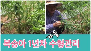복숭아 1년차 수형관리 / 봄에 복숭아 묘목 심었다면 지금 가을에 해야할 일