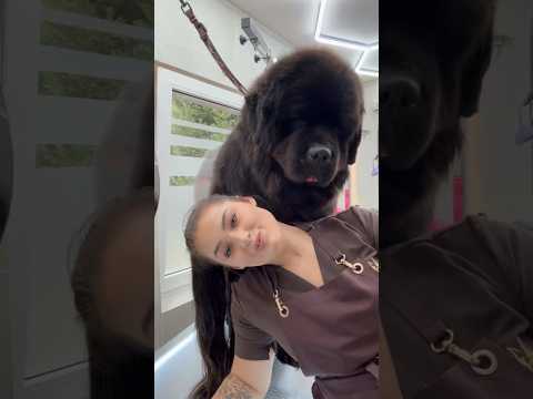 Pielęgnacja gigantycznego niedźwiedzia! Zapraszam na nowofundlanda🤎 #newfoundland #doggroomer
