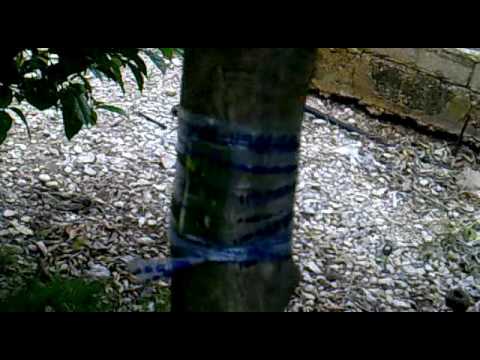 Injerto de Naranjo a Limonero