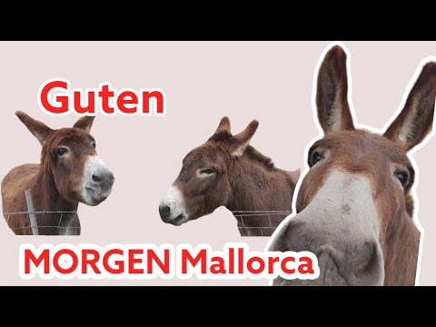 Guten Morgen Mallorca