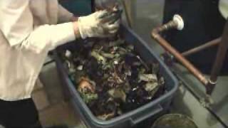 Feeding Compost Worms