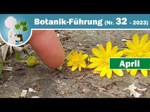 Scharbockskraut, Gefleckte Taubnessel & 🐰 Ostergruß 🥚 - Wildkräuter im April (Botanik-Wissen)