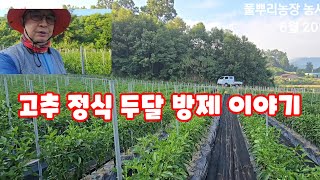고추 정식 두달 방제 이야기 풀뿌리농장 농사이야기  [고추재배방법]
