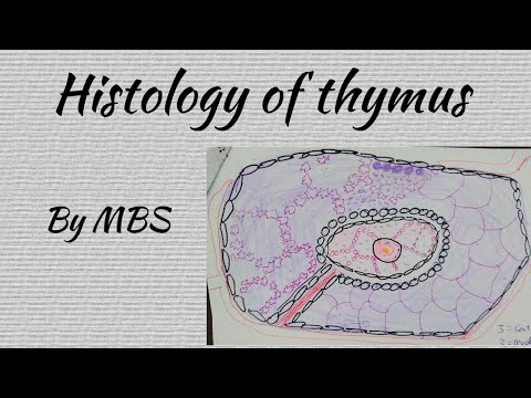 Histology of thymus