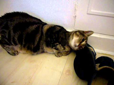 pourquoi les chats aiment la javel