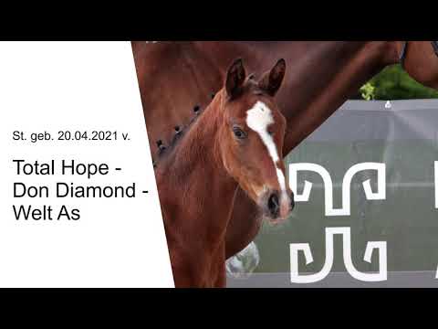 St v Total Hope x Don Diamond x Welt As 2021