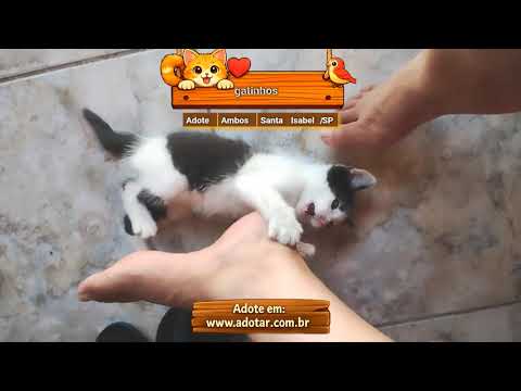 Vídeo de gatinhos 
