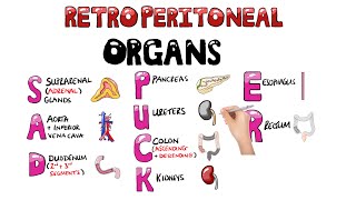 SAD PUCKER Retroperitoneal Organs Mnemonic