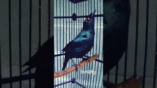 Download lagu cucak Keling gacor #birds #burungkicaudialamliar #kicaumania #burung mp3