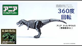 【公式】アニア360度回転動画　「アニア　ティラノサウルス（骨格標本Ver.）」