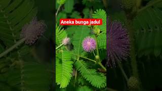 Download lagu aneka bunga jadul yg sebagai masih eksis #nostalgia  # bungajadul #nostalgiajamandulu mp3