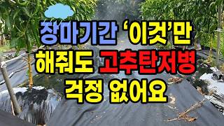 고추탄저병 장마기간 이것만 해줘도 걱정 없어요