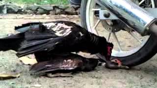 Download lagu bokep live on kampung mp3 Download lagu bokep live on kampung mp3