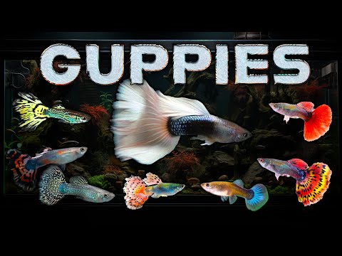 Best Guppies for your Aquarium and Guppy Fish Varieties – Guppy Beginners Welcome!