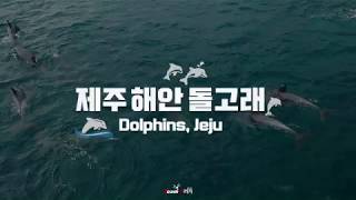 제주 해안 돌고래 항공촬영 스케치 / Team꾸러기