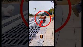 O cachorrinho mais BURRINHO de todos!