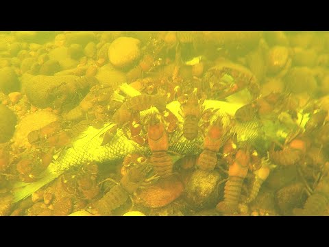 download lagu mp3 mp4 How Long Can A Crab Be Dead Before Cooking, download lagu How Long Can A Crab Be Dead Before Cooking gratis, unduh video klip How Long Can A Crab Be Dead Before Cooking