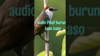 Download lagu audio Pikat burung kaso kaso #kasokaso #pikatburung mp3 Download lagu audio Pikat burung kaso kaso #kasokaso #pikatburung mp3