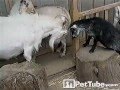 Baby Goat S First Head Butt Lesson PetTube