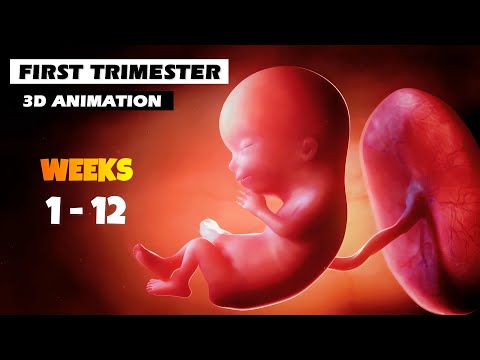 First Trimester - Pregnancy Journey | 3D Animation