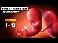 First Trimester Pregnancy Journey 3D Animation