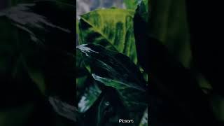 Rain drops on leaves 🌧