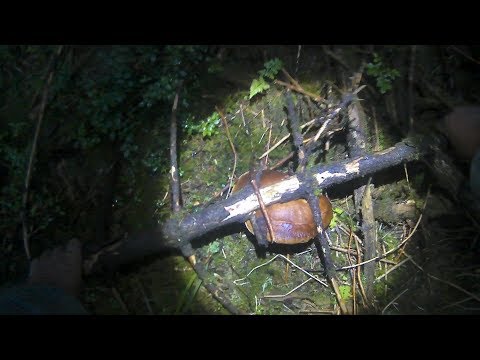 Гриби в Карпатах 2017.Грибы в Карпатах 2017.Mushrooms in Carpathians 2017.