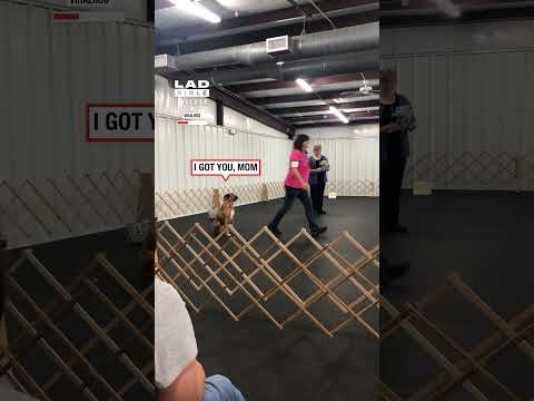 He Got Ahead of Himself 😂🐶