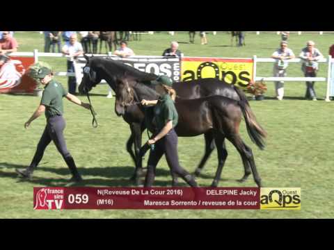 Show AQPS Le Lion 2016 : Lot 59 - N(Reveuse De La Cour 2016)