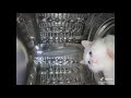 Cat Washing Machine Space Odyssey