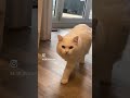 Spying On Screaming Cat