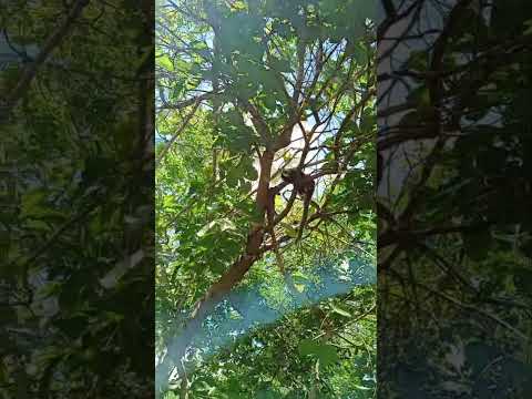 sonhin na Caminhada no mato- 2 Riacho de Santana RN