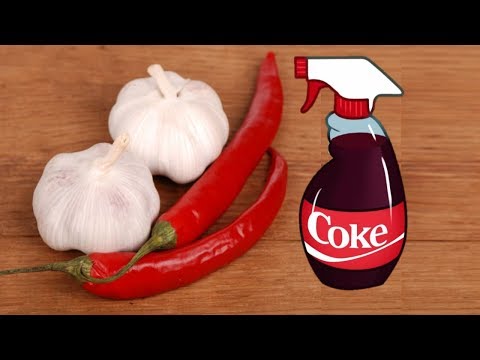 What Cuba can teach America about organic farming