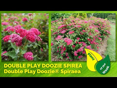 DOUBLE PLAY DOOZIE SPIREA | Double Play Doozie® Spiraea by Proven Winners