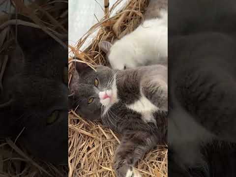 @ljhscs: #cat  #catlover #kitty