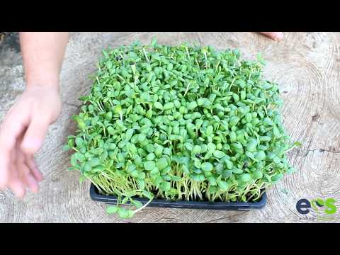 Cómo hacer Microverdes de Girasol ( brotes de semillas de girasol ).