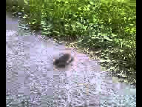 crazy mole running in a circle