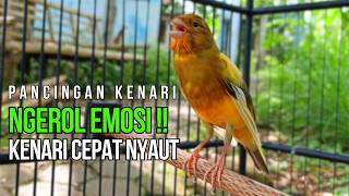 Download lagu Masteran Kenari Roll Panjang Jernih! Pancingan Agar Kenari Cepat Buka Paruh Ngerol Panjang mp3 Download lagu Masteran Kenari Roll Panjang Jernih! Pancingan Agar Kenari Cepat Buka Paruh Ngerol Panjang mp3