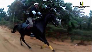 preview picture of video 'Endurance Horse On Lancang Kuning Stable, Pekanbaru, RIAU.. Join Us CP/WA : +62 813-6533-6868..'