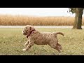 Mini Goldendoodle dogs for sale: Ginger - Video 1
