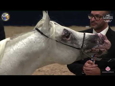 N 122 AR FAYYIM   39th All Nations Cup   Aachen   Stallions 11+ Years Old Class 12