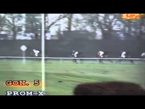 Nagroda Wielkiego Szlema - 15.11.1998 - Aryjka (Arbil - Arabella)