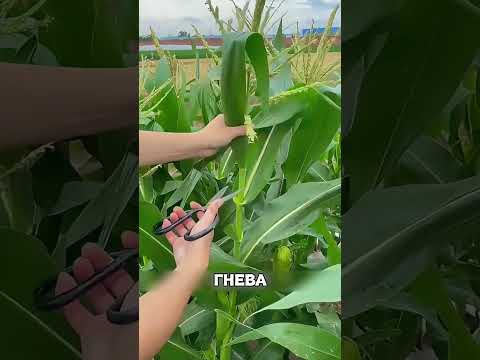 Внук срезал верхушки у бабушкиной КУКУРУЗЫ🌽✂️😱