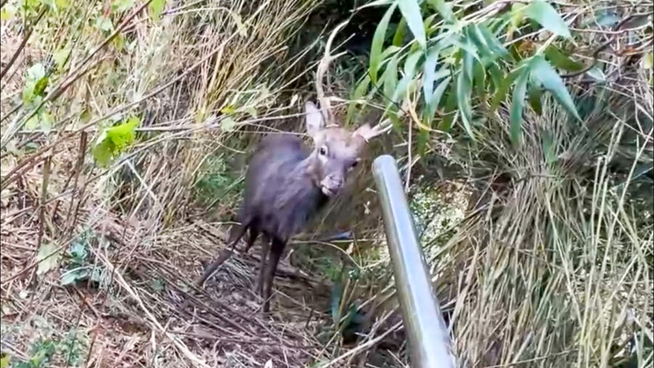 【無修正】遂に！シカが掛かったぁぁぁああああ